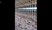 business opportunity owning a poultry farm