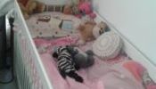 Baby cot bed and mattress for sale