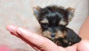 Teacup Healthy yorkie puppies for adoption
