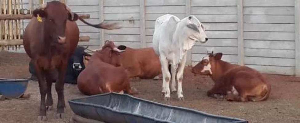 Nguni, boran, bonsmara x calfs for sale, female and bul's