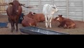 Nguni, boran, bonsmara x calfs for sale, female and buls