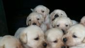 Beautiful Labrador Puppies Looking For Goods Homes!