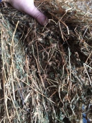 Prime Eragrostis and Teff Hay Round Bales 1.2m Delivered