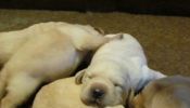 Registered yellow Labrador puppies