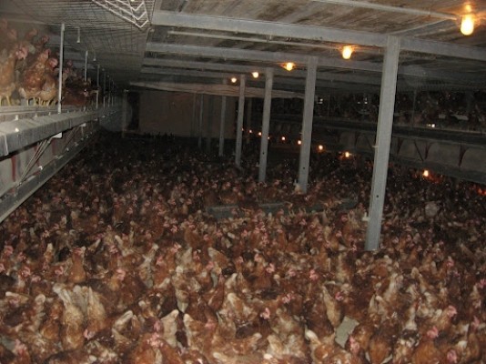 Chickens for sale: point of lay and Laying Hens, Pullets 18 weeks
