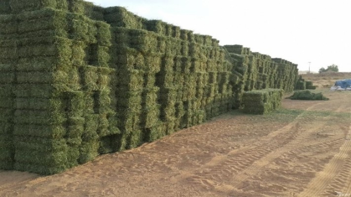 Eragrostis Hay Bales (Weeping love grass)