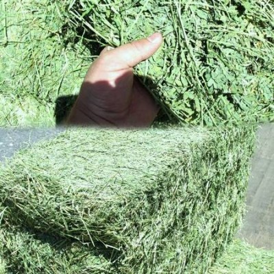 Quality A grade Lucerne bales,Alfalfa Hay,Teff and animal feeds,
