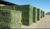 Farm Feeds Oathay Now In Stock, Lucern, Straw bales ,Equifeeds,Montego